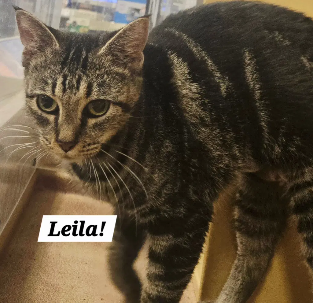 Leila - Domestic Short Hair