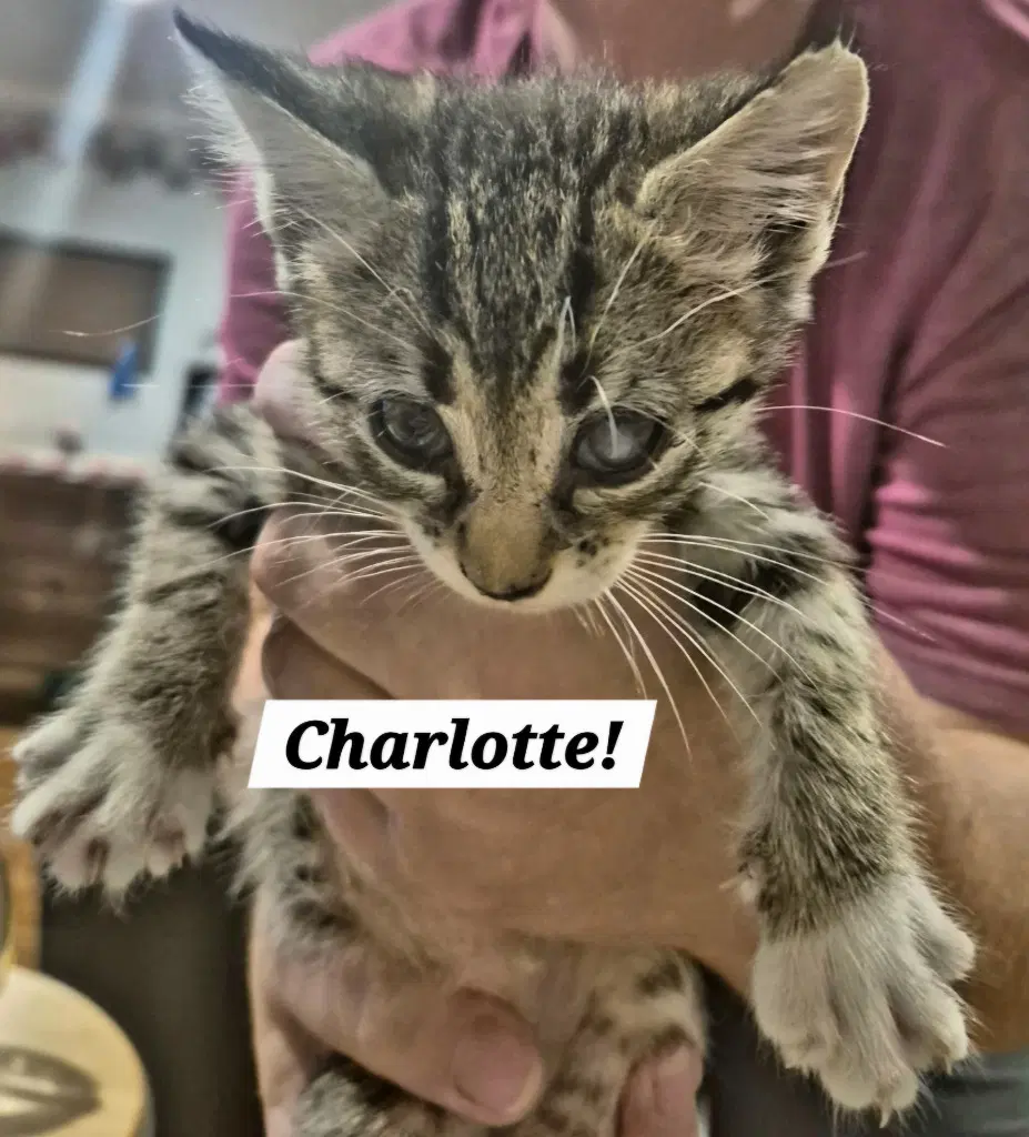 Charlotte - Domestic Short Hair