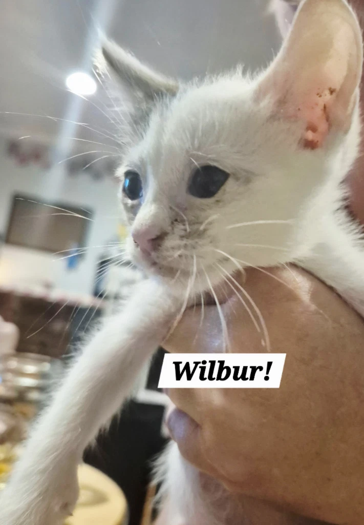Wilbur