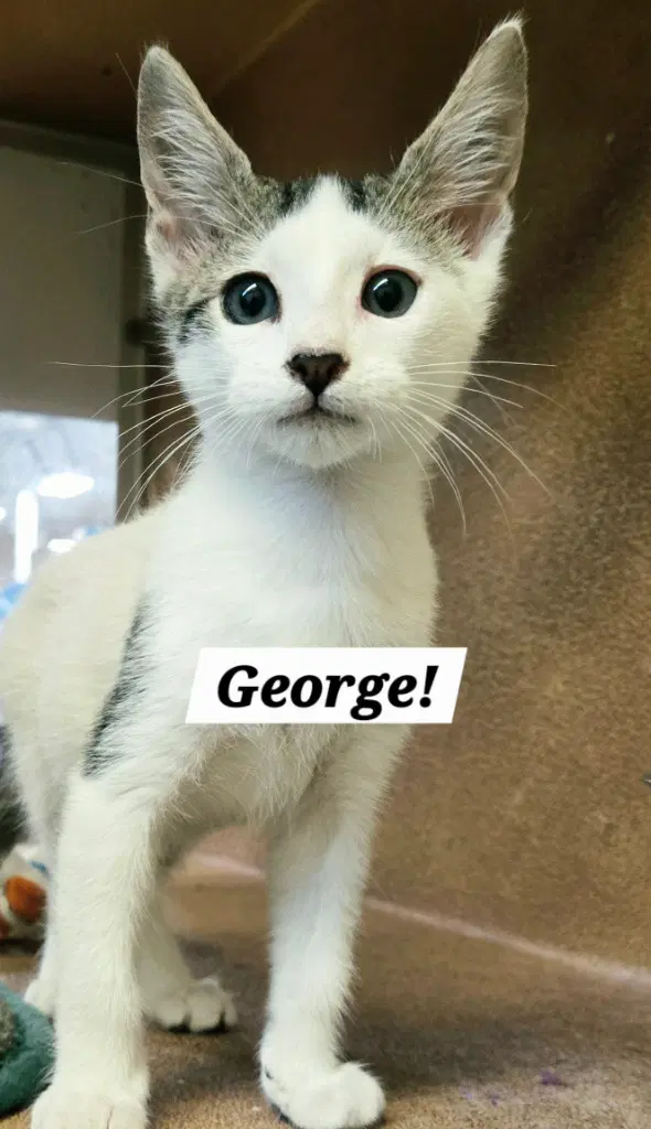 George - Domestic Short Hair