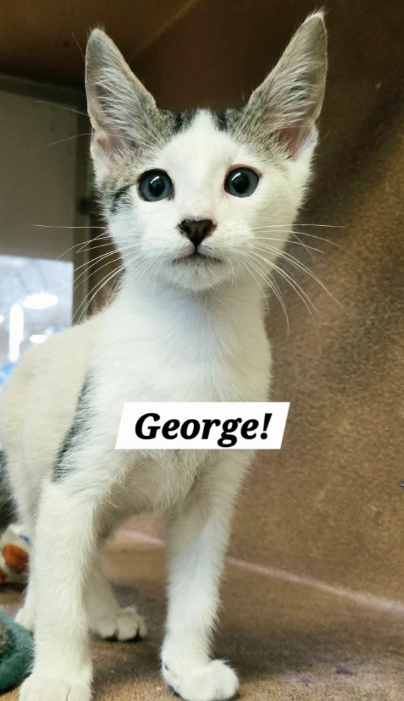 George