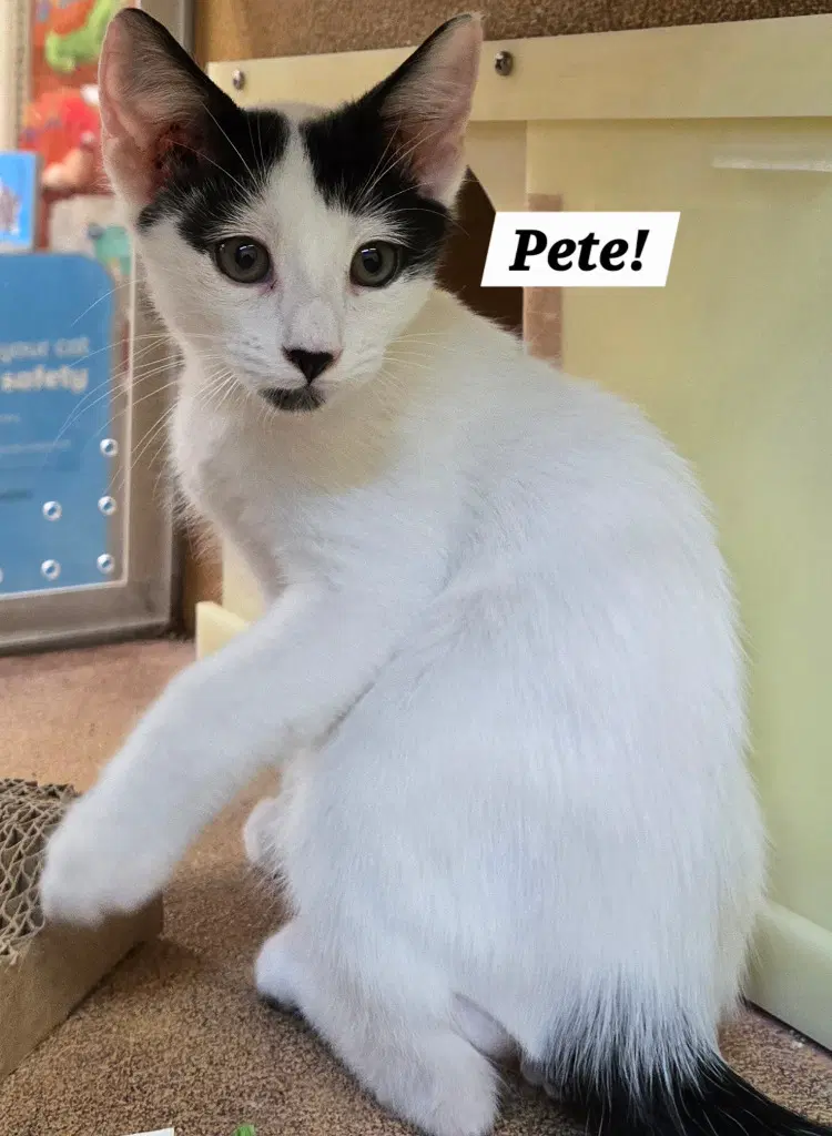 Pete - Domestic Short Hair