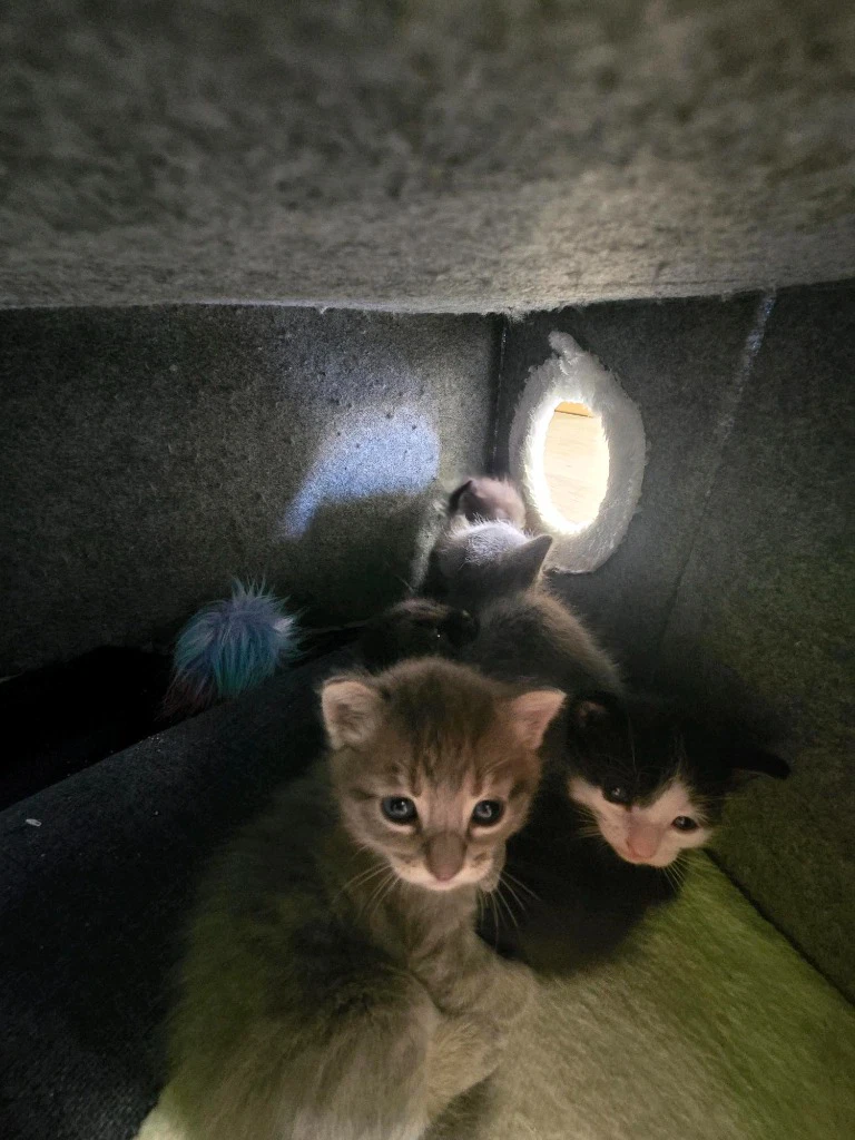 Storage Unit Kitten