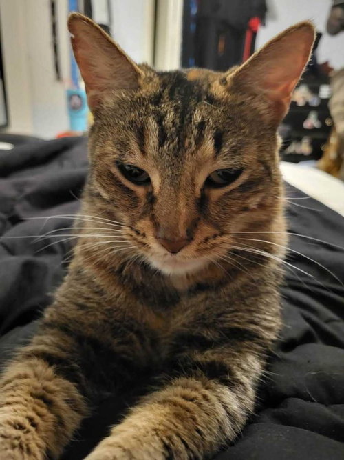 Mishi, a cat for adoption from San Antonio Feral Cat Coalition