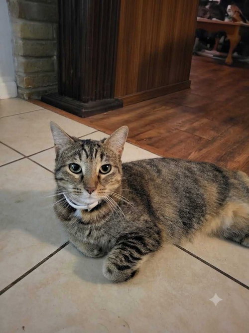 Photo 2 of Mishi