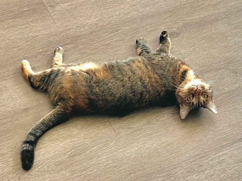 Mishi, photo 2