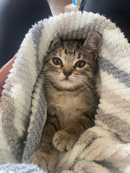 Emmi, a cat for adoption from San Antonio Feral Cat Coalition