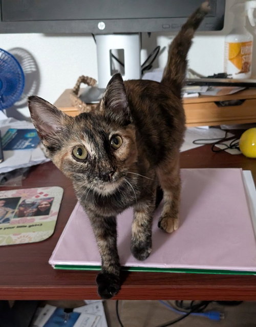 Moons, a cat for adoption from San Antonio Feral Cat Coalition
