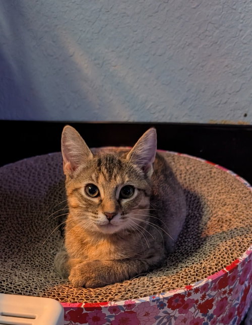 Bellini, a cat for adoption from San Antonio Feral Cat Coalition
