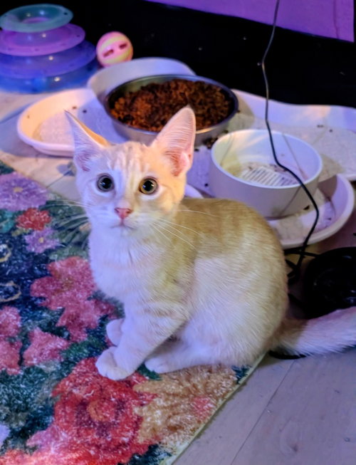 Aperol, a cat for adoption from San Antonio Feral Cat Coalition