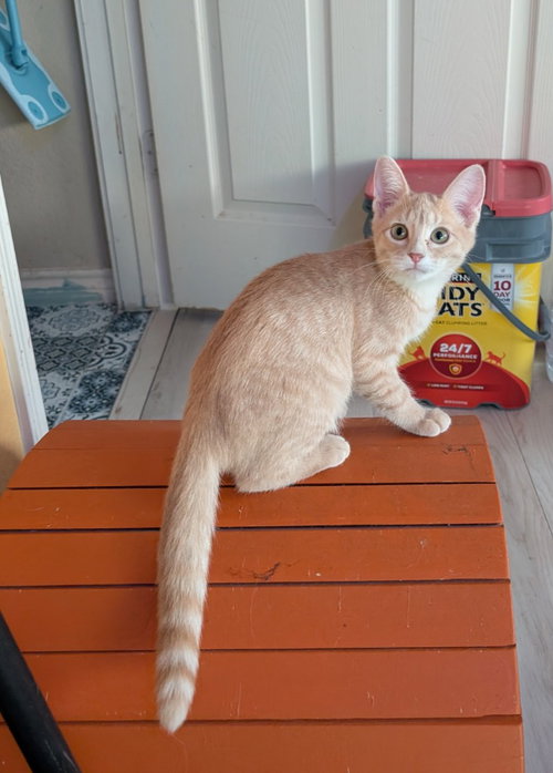 Photo 3 of Aperol