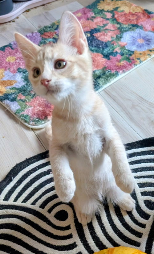 Bulleit, a cat for adoption from San Antonio Feral Cat Coalition