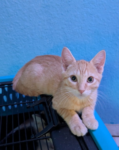 Tripel, a cat for adoption from San Antonio Feral Cat Coalition