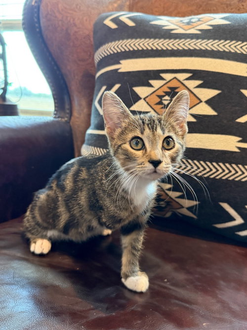 Teddy, a cat for adoption from San Antonio Feral Cat Coalition
