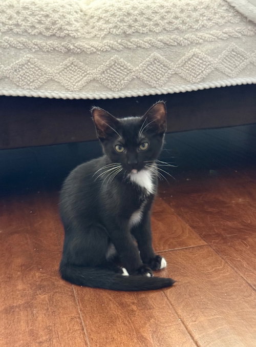 Twix, a cat for adoption from San Antonio Feral Cat Coalition