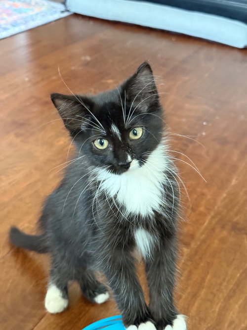 Kit Kat, a cat for adoption from San Antonio Feral Cat Coalition