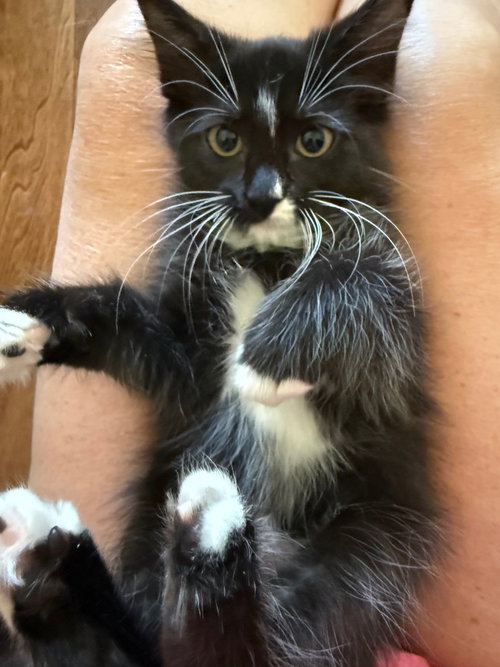 Photo 4 of Kit Kat