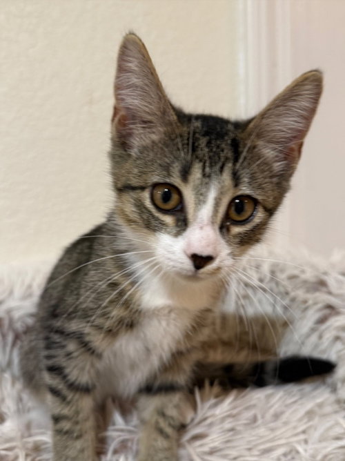 Birdie, a cat for adoption from San Antonio Feral Cat Coalition