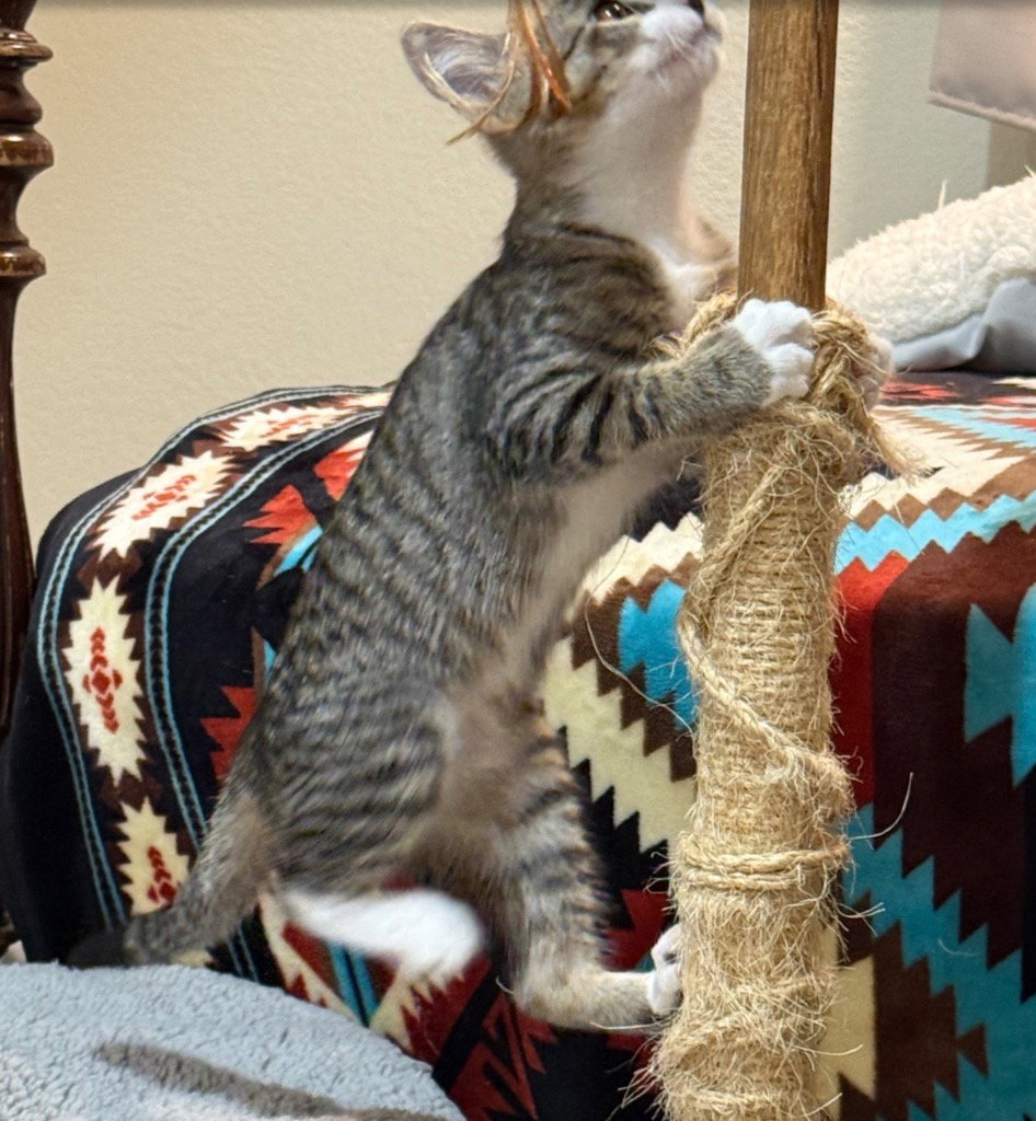 Birdie, photo 3