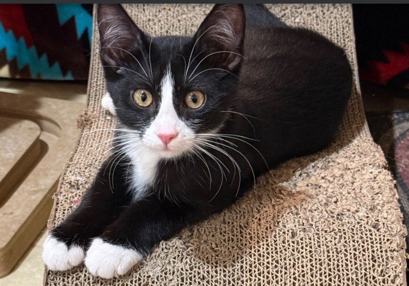 Regan, a female kitten up for adoption