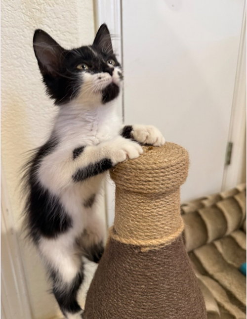 Kennedy, a cat for adoption from San Antonio Feral Cat Coalition