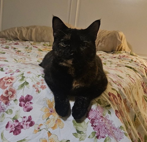 Lila, a cat for adoption from San Antonio Feral Cat Coalition