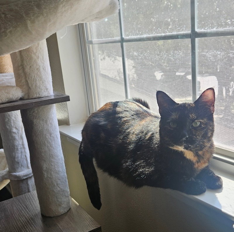 Lila, photo 4