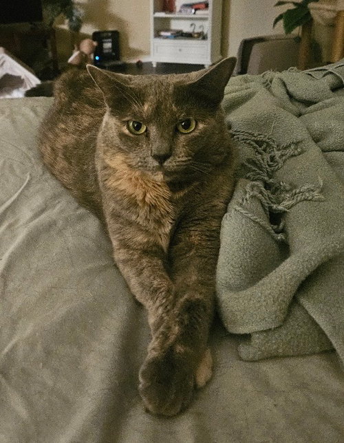 Lily, a cat for adoption from San Antonio Feral Cat Coalition