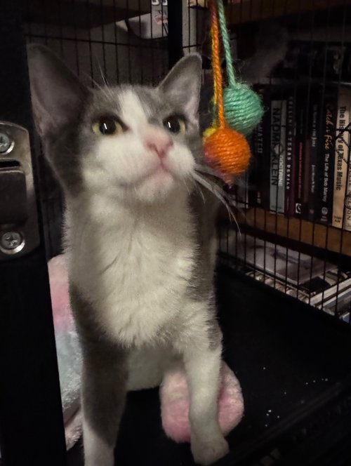 Pecan, a cat for adoption from San Antonio Feral Cat Coalition