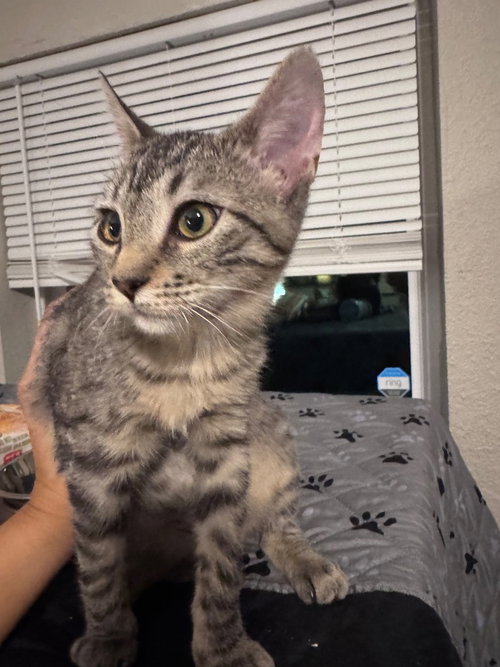 Scarlet, a cat for adoption from San Antonio Feral Cat Coalition