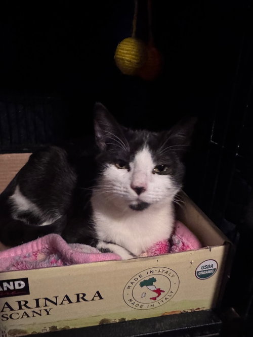 Scoot, a cat for adoption from San Antonio Feral Cat Coalition