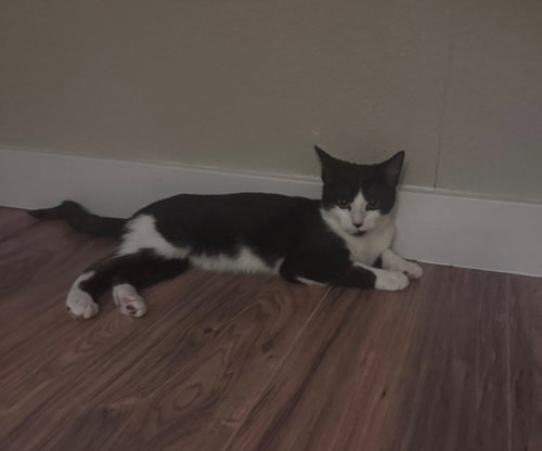 Photo 2 of Scoot