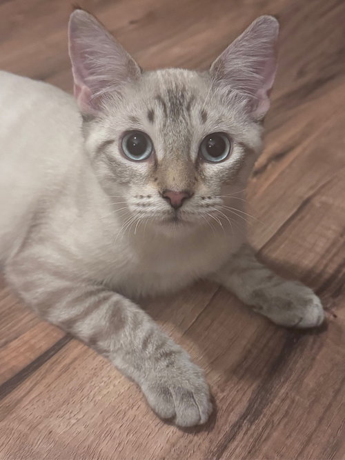 Aspen, a cat for adoption from San Antonio Feral Cat Coalition
