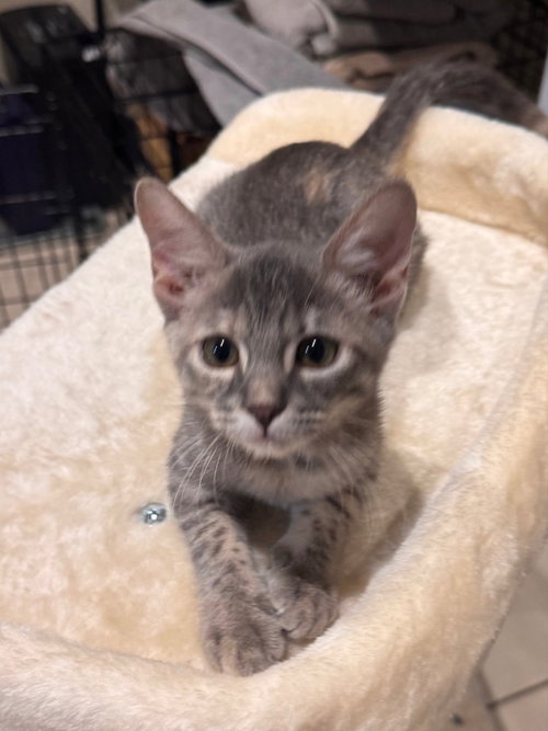 Misty, a cat for adoption from San Antonio Feral Cat Coalition