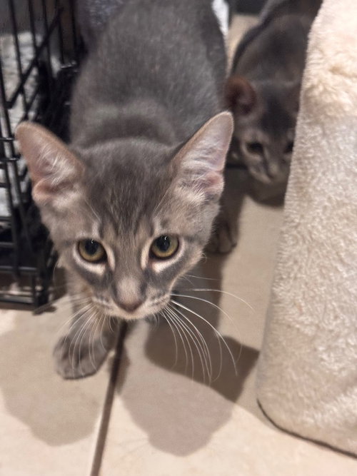 Sable, a cat for adoption from San Antonio Feral Cat Coalition