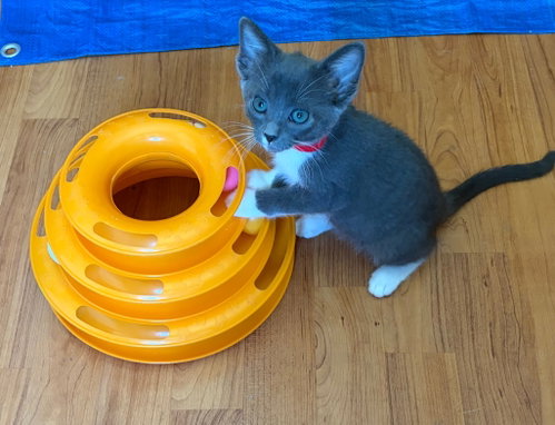 Daisy, a cat for adoption from San Antonio Feral Cat Coalition