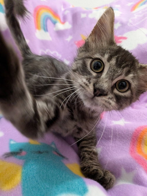 Shag Carpet, a cat for adoption from San Antonio Feral Cat Coalition