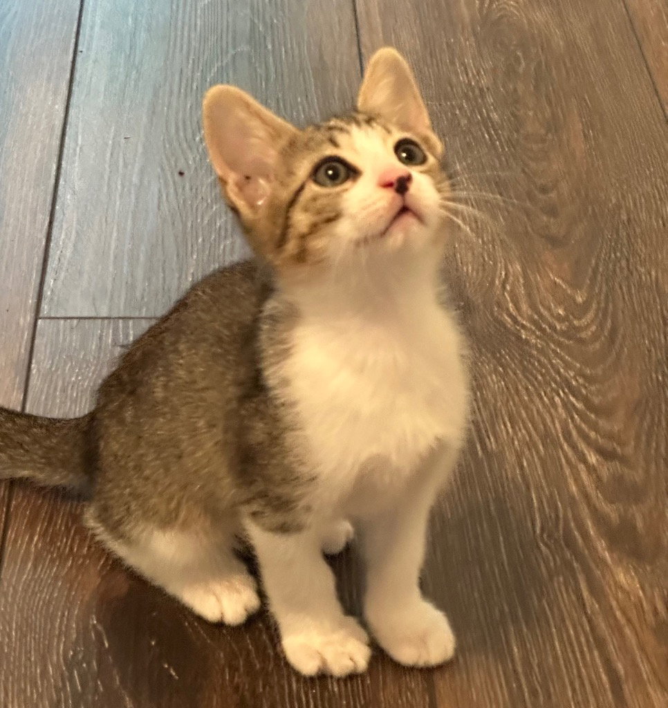 Tiny Tim, Tabby