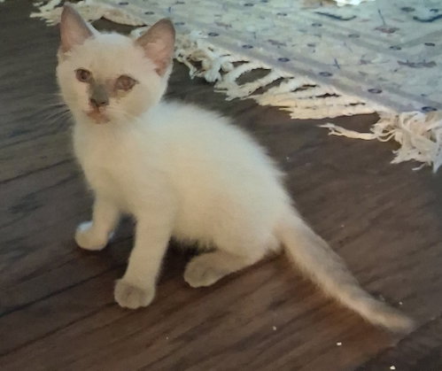 Justice, a cat for adoption from San Antonio Feral Cat Coalition