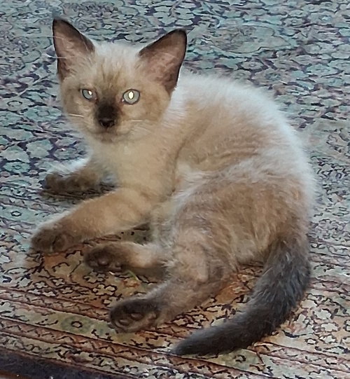 Liberty, a cat for adoption from San Antonio Feral Cat Coalition