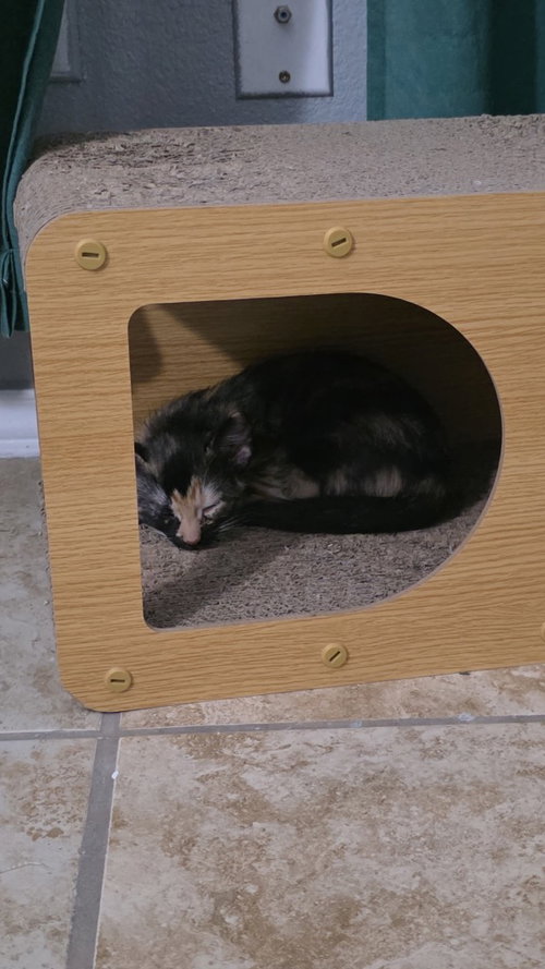 Moxie, a cat for adoption from San Antonio Feral Cat Coalition