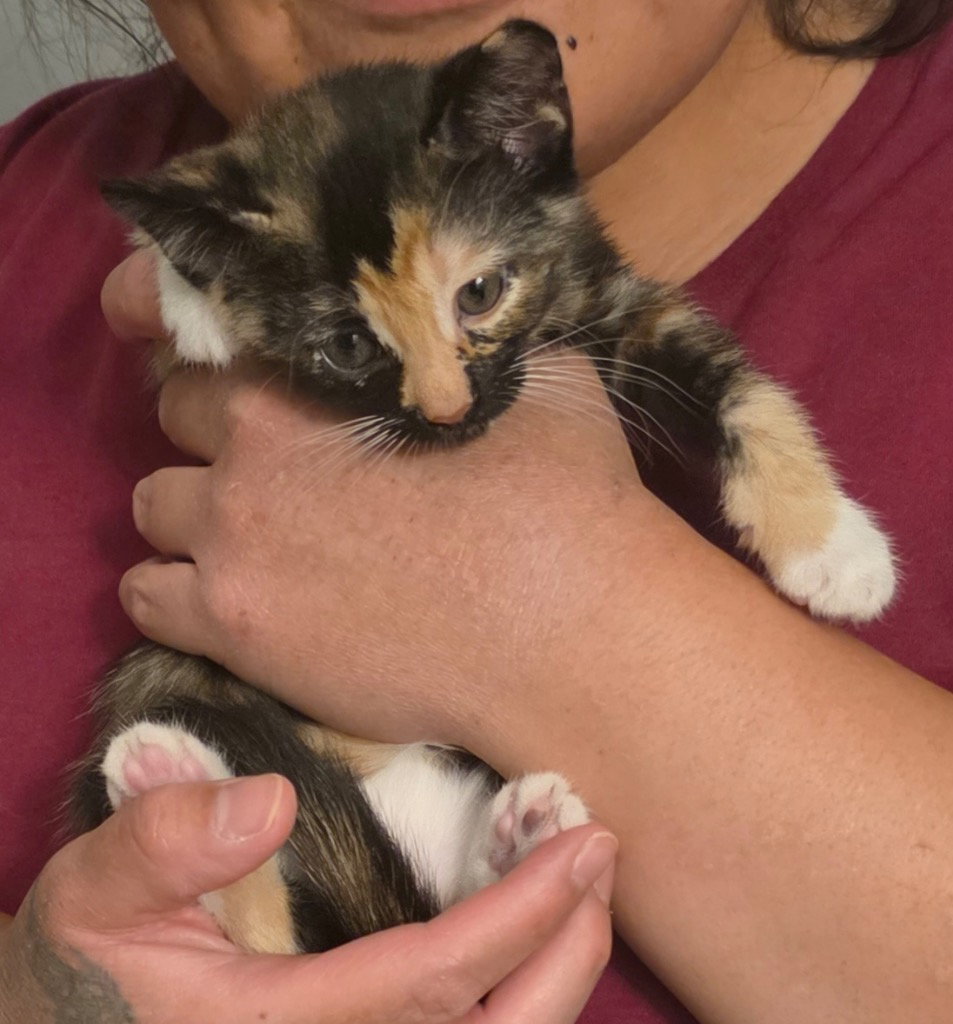 Roxie, photo 2