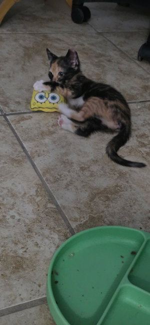 Roxie, photo 3