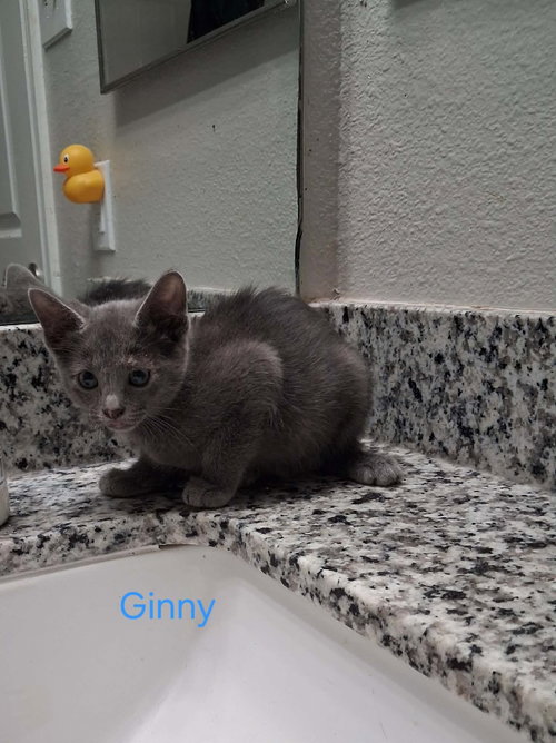 Ginny, a cat for adoption from San Antonio Feral Cat Coalition