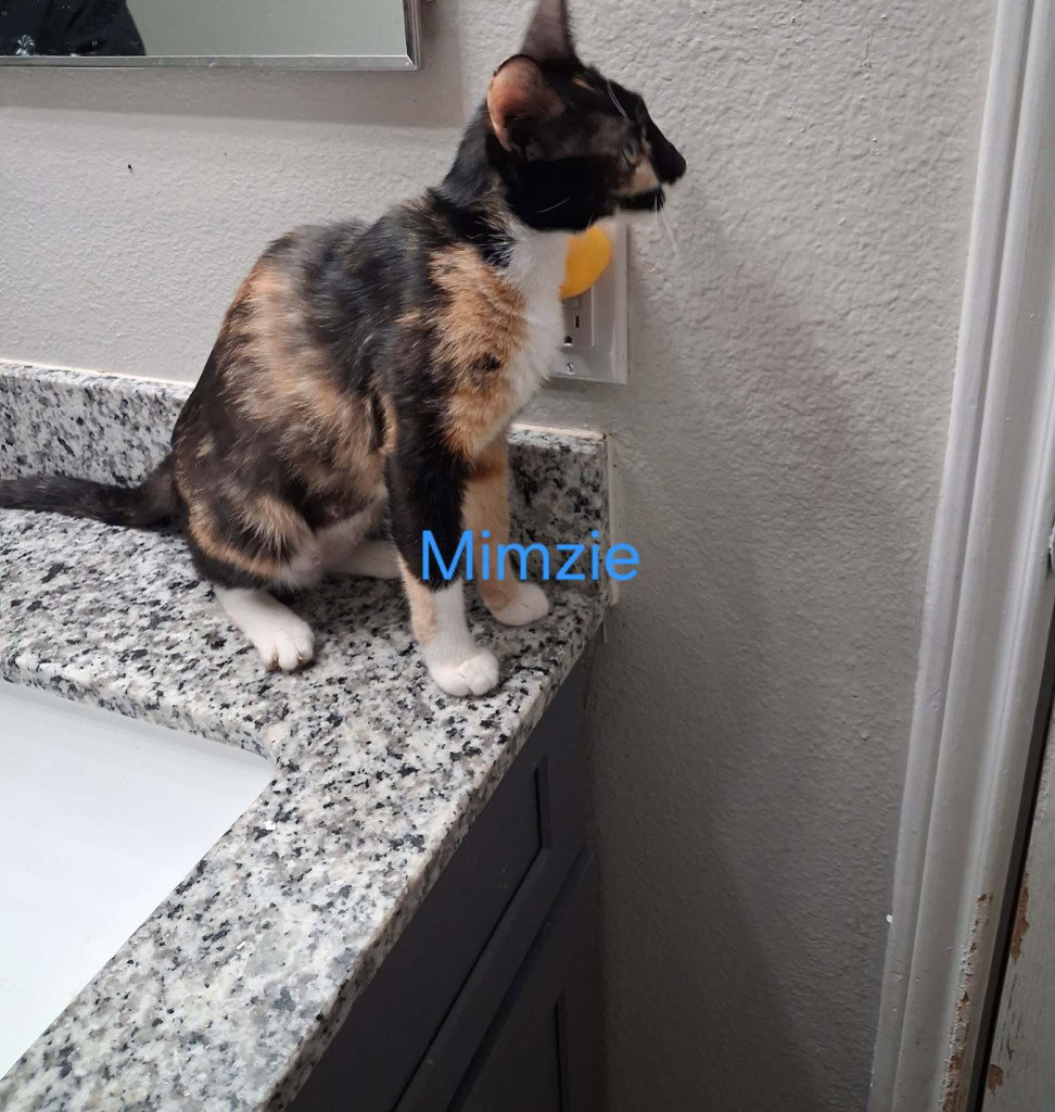 Mimsy, Calico