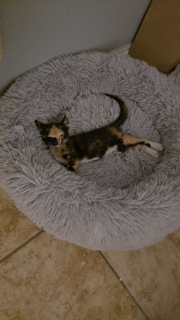 Roxie, Domestic Short Hair