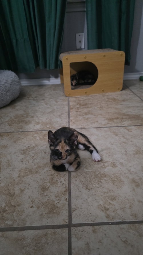 Photo 2 of Roxie