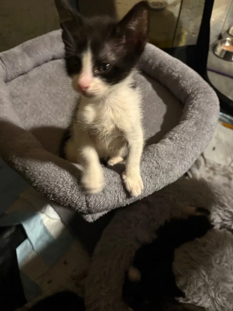 Dwight - Domestic Short Hair