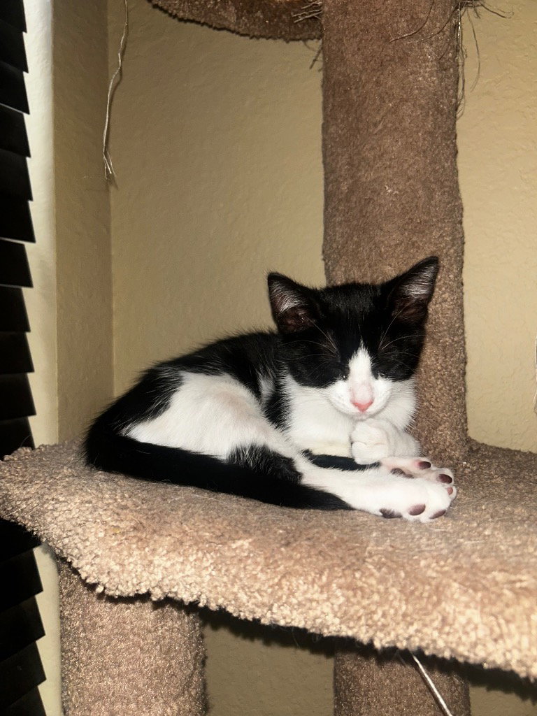 Dwight, photo 2