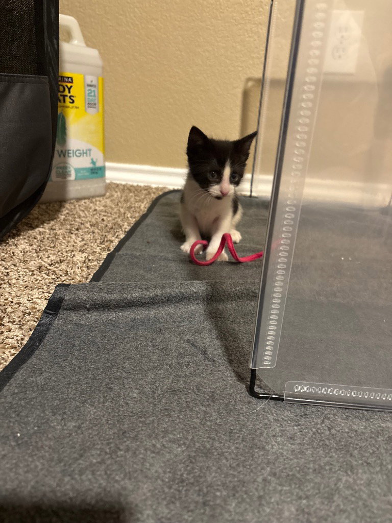 Brice Young, Domestic Short Hair